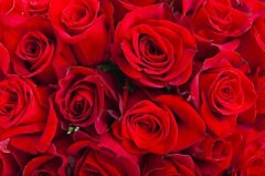 玫瑰花冷庫(kù)溫度多少度？安裝造價(jià)大概多少