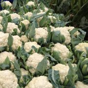 花菜冷庫(kù)設(shè)計(jì)安裝費(fèi)用大概需要多少錢(qián)？