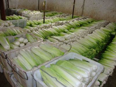 山東3000平米果蔬保鮮庫(kù)