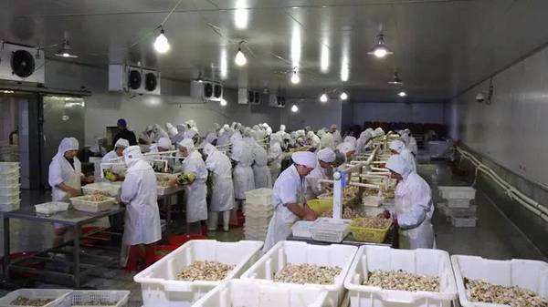 500噸水產冷庫 500噸水產冷庫