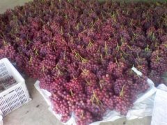 總產量100萬斤葡萄需要建多大的冷庫，造價多少