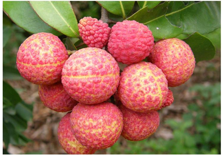 開冉制冷，荔枝氣調庫