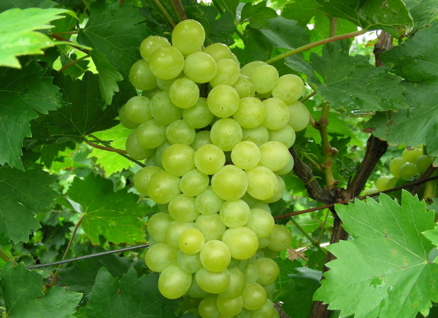 葡萄保鮮庫(kù)