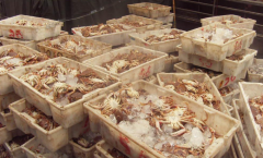 水產(chǎn)品冷凍庫效果好更實(shí)用