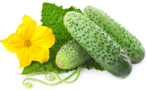 黃瓜保鮮庫(kù)