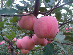 1000噸蘋果需要建設(shè)多大的保鮮冷庫(kù)