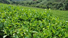 茶葉冷藏庫，茶葉冷庫安裝設計多少錢