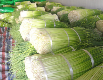 500立方米100噸蒜薹冷庫(kù)儲(chǔ)存冷庫(kù)內(nèi)景